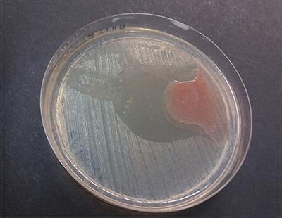 Antibacterial Properties of Canine Platelet-Rich Plasma and Other Non-Transfusional Hemo-Components: An in vitro Study